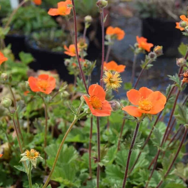 Geum 'Borisii' ---